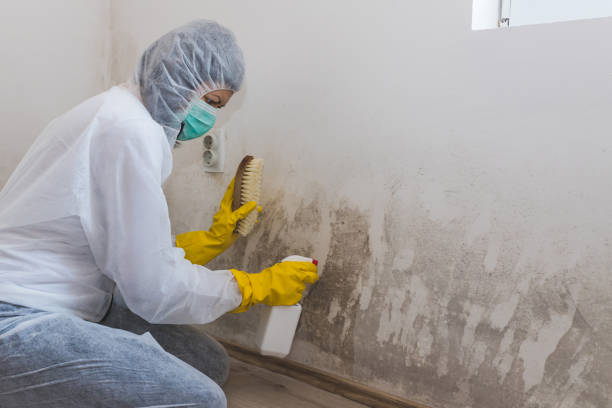 Best Mold Removal Company Near Me  in Bayou La Batre, AL