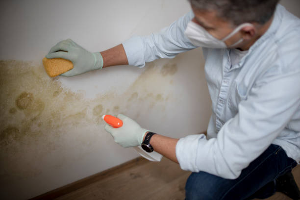 Crawl Space Mold Removal in Bayou La Batre, AL