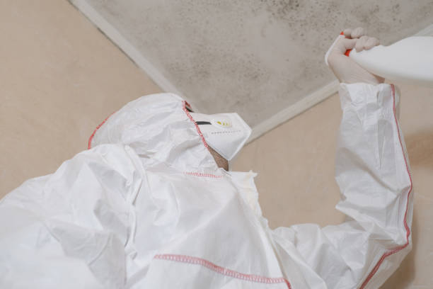 Best Same-Day Mold Removal  in Bayou La Batre, AL