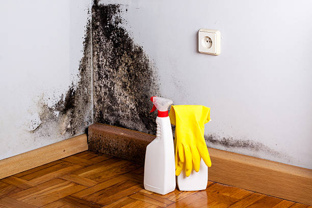Best Commercial Mold Removal  in Bayou La Batre, AL